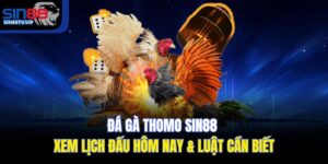 Đá gà Thomo Sin88 | Xem Lịch Đấu Hôm Nay & Luật Cần Biết