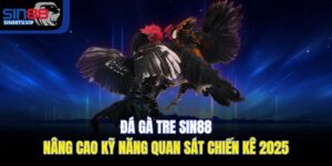Đá Gà Tre Sin88 | Nâng Cao Kỹ Năng Quan Sát Chiến Kê 2025